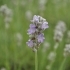 Lavandula angustifolia 'Munstead' -- Lavendel